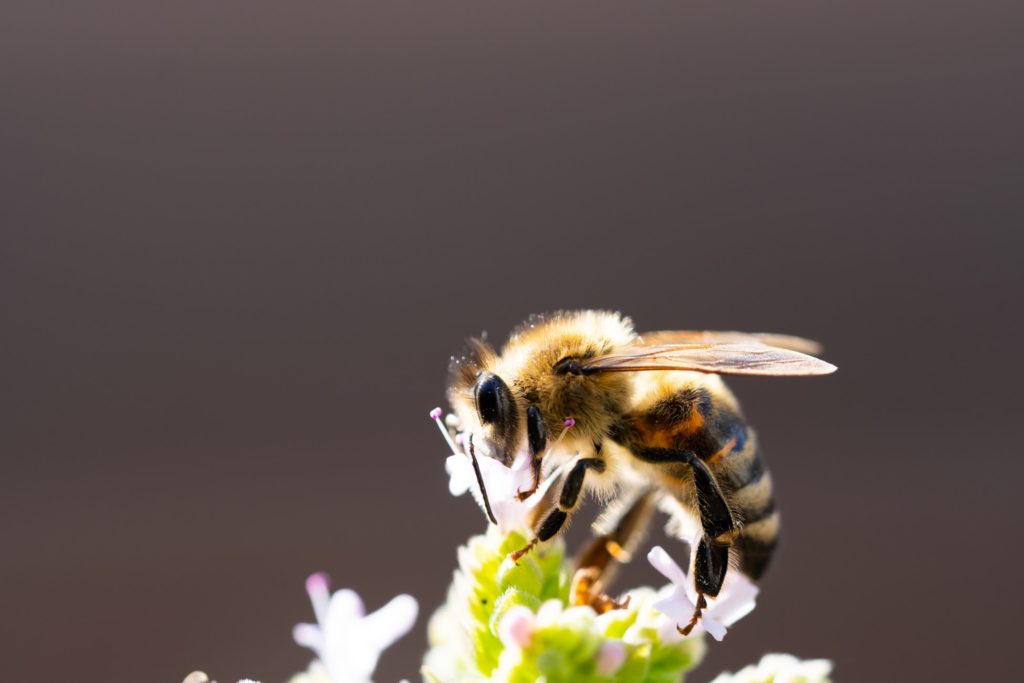 ハチミツを獲る蜂